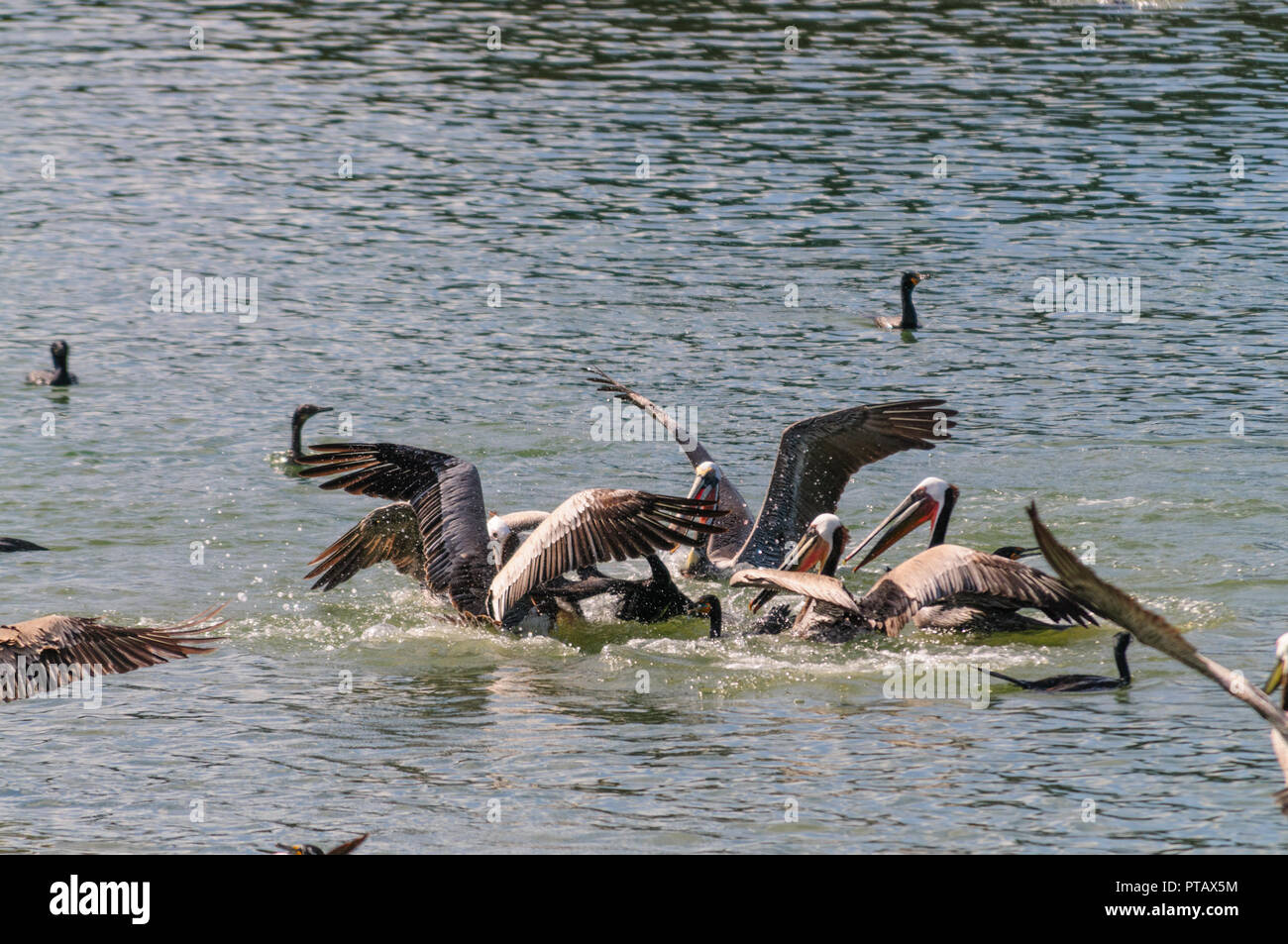 Eine große Gruppe der Kämpfenden Pelikane im Moss Landing State Wildlife Area, in der Monterrey Bay, Kalifornien Stockfoto