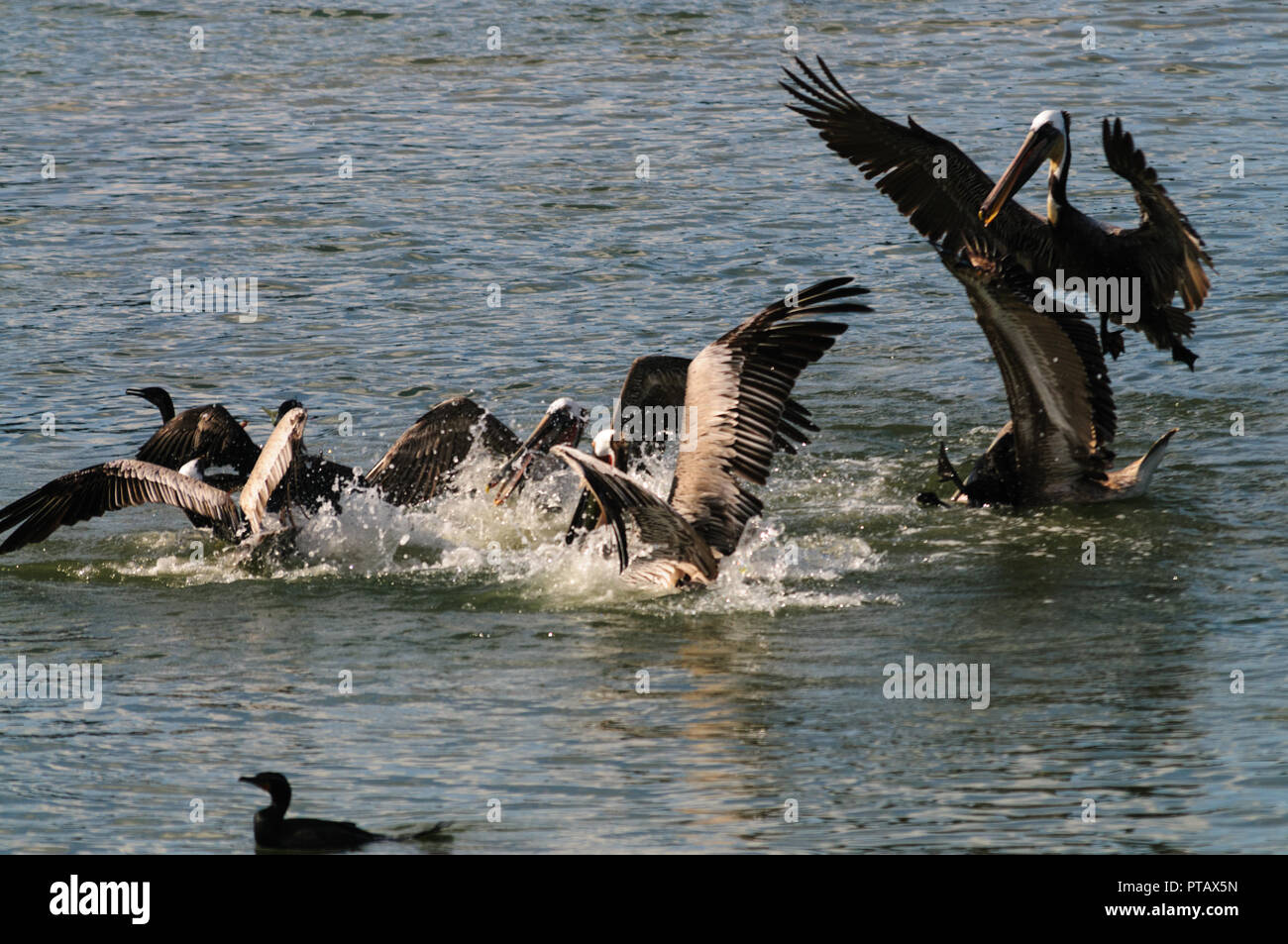 Eine große Gruppe der Kämpfenden Pelikane im Moss Landing State Wildlife Area, in der Monterrey Bay, Kalifornien Stockfoto