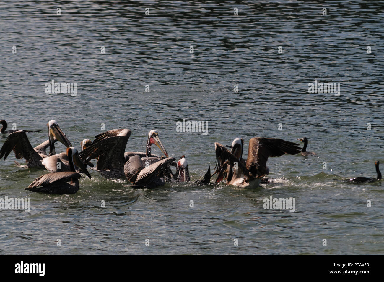 Eine große Gruppe der Kämpfenden Pelikane im Moss Landing State Wildlife Area, in der Monterrey Bay, Kalifornien Stockfoto