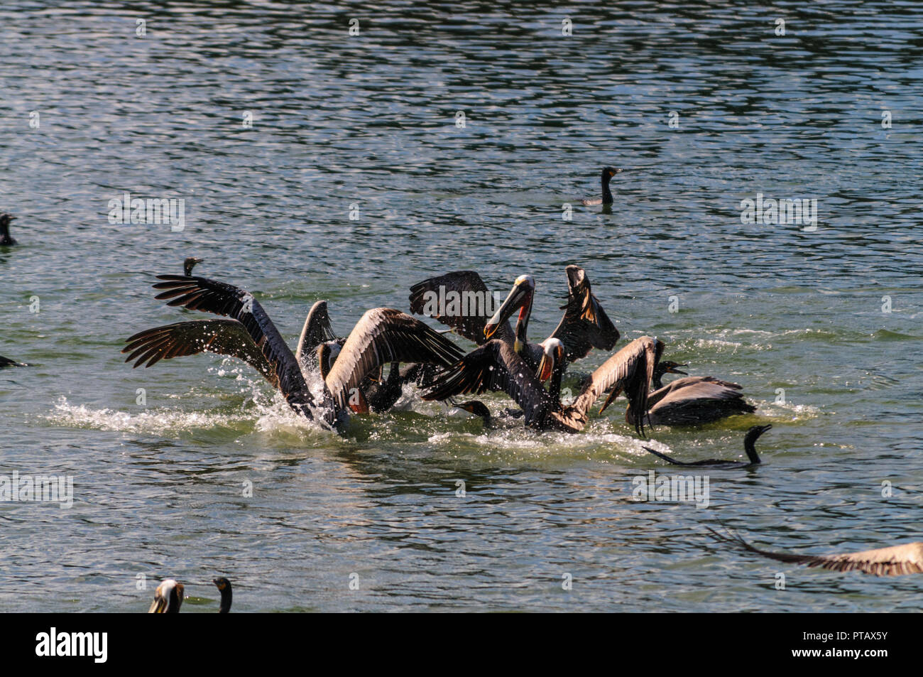 Eine große Gruppe der Kämpfenden Pelikane im Moss Landing State Wildlife Area, in der Monterrey Bay, Kalifornien Stockfoto