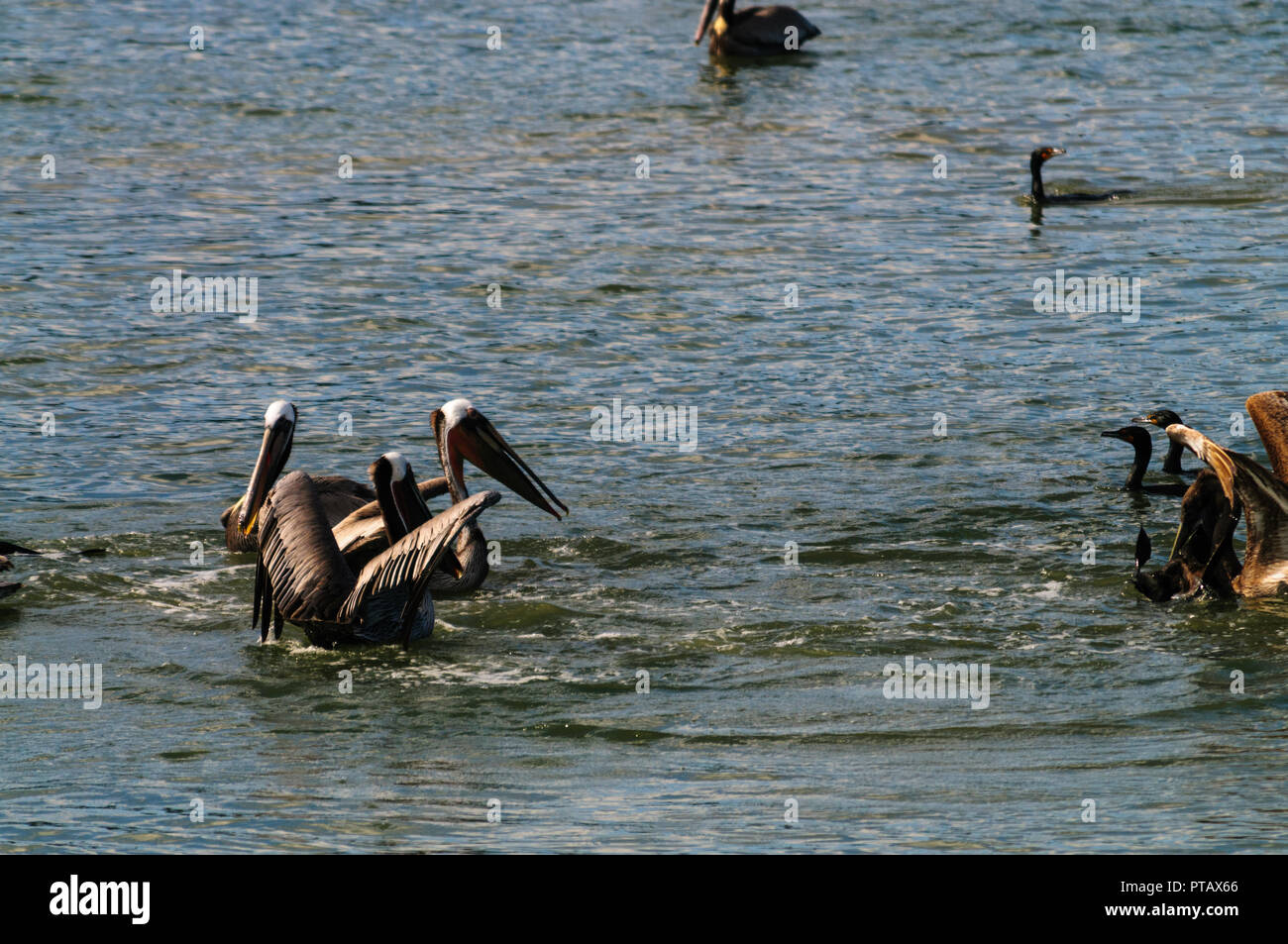Eine große Gruppe der Kämpfenden Pelikane im Moss Landing State Wildlife Area, in der Monterrey Bay, Kalifornien Stockfoto