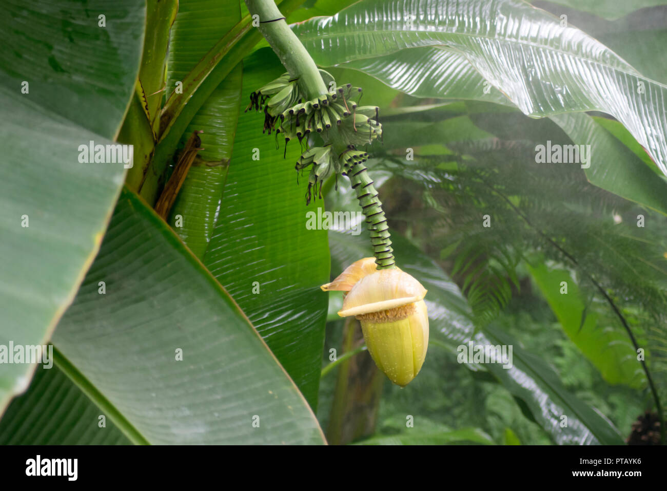 Closeup Schuß aus einem Bündel von Bananenanbau auf ihrem Baum Stockfoto