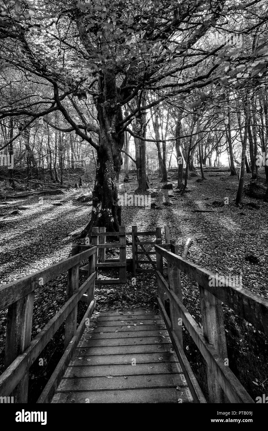 Luxulyon Woods halten viele Artefakte aus Cornwalls insudtrious Vergangenheit, die meisten der übrigen Gebäude sind von weltweit renommierten China Clay industr Links Stockfoto
