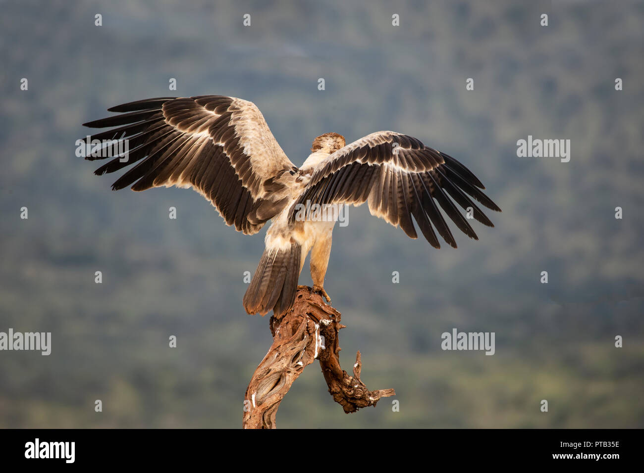 Tawny Eagle Aquila rapax mit ausgebreiteten Flügeln vor dem Fliegen von einer hölzernen Zweig Stockfoto