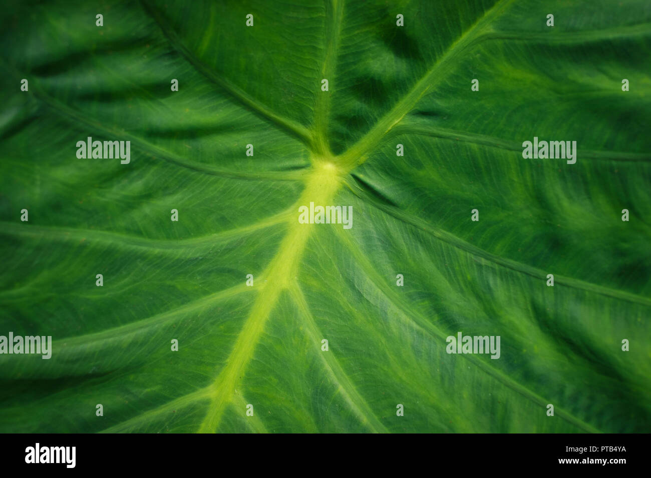 Riesige pflanze Blätter closeup, tropische Pflanzen Blätter makro- Stockfoto
