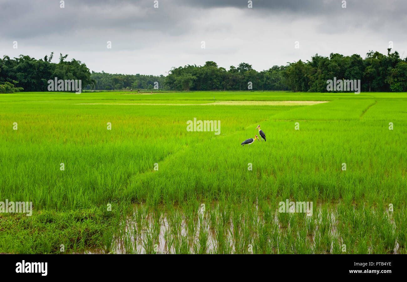 Adjutant Störche füttern in saftig grüne Reisfelder nach monsunregen unter bedecktem Himmel in der Nähe von Jorhat, Assam, Indien. Stockfoto