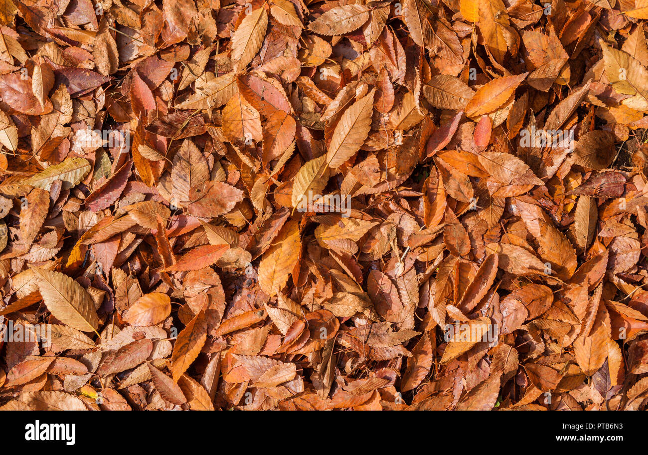 Herbst gelbe und braune Blätter Hintergrund Stockfoto