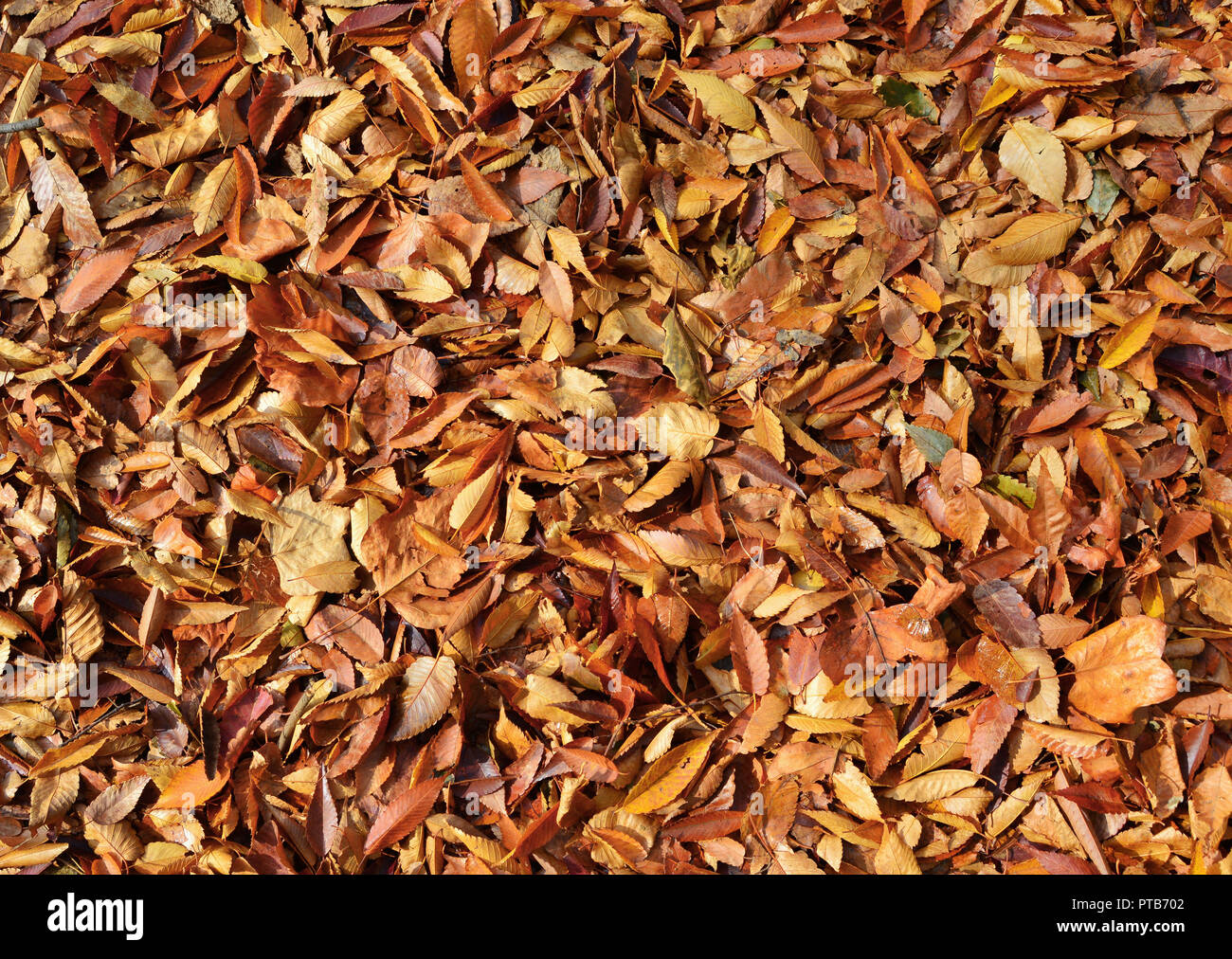 Herbst gelbe und braune Blätter Hintergrund Stockfoto