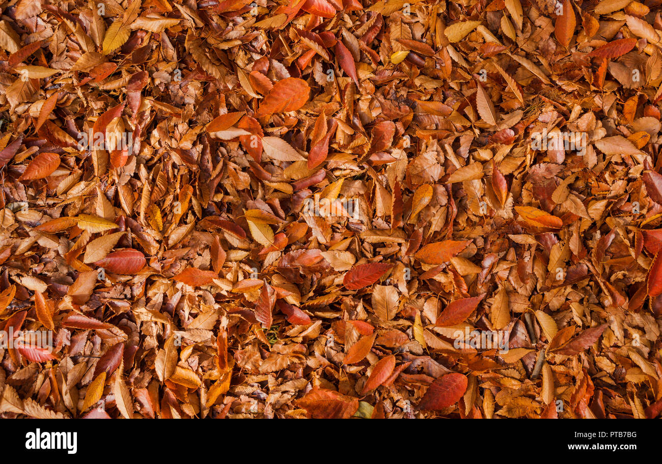 Herbst gelb, braun und rot Blätter Hintergrund Stockfoto