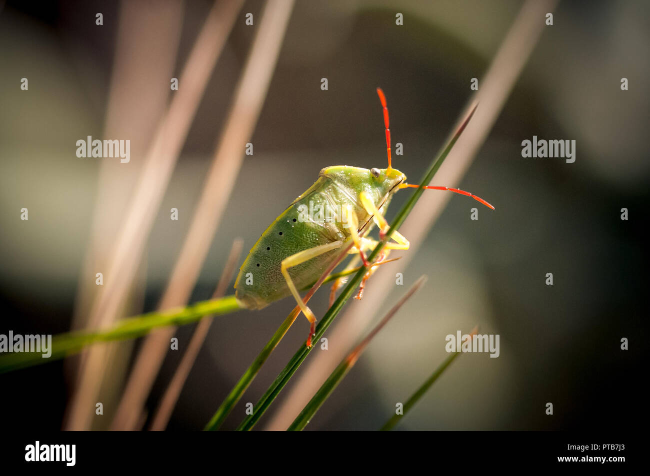 Makroaufnahme zeigt grüne Wanze in einer natürlichen Szene Stockfoto