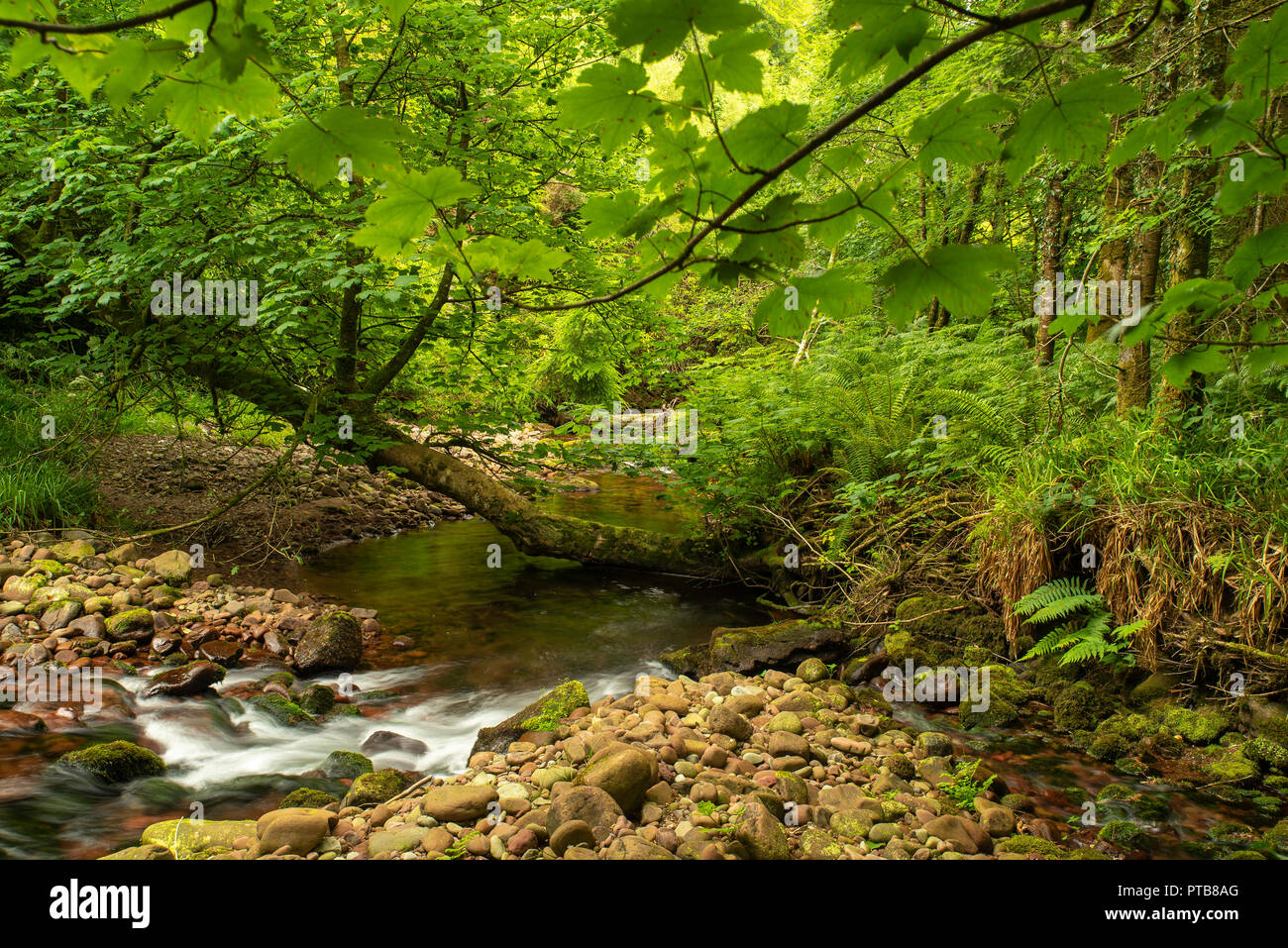 Sommer Wald Szene, grünes Laub, schiefen Baum, über den Fluss wachsenden, braunem Stein Riverbed ausgesetzt, mit grünen Unterholz. Stockfoto