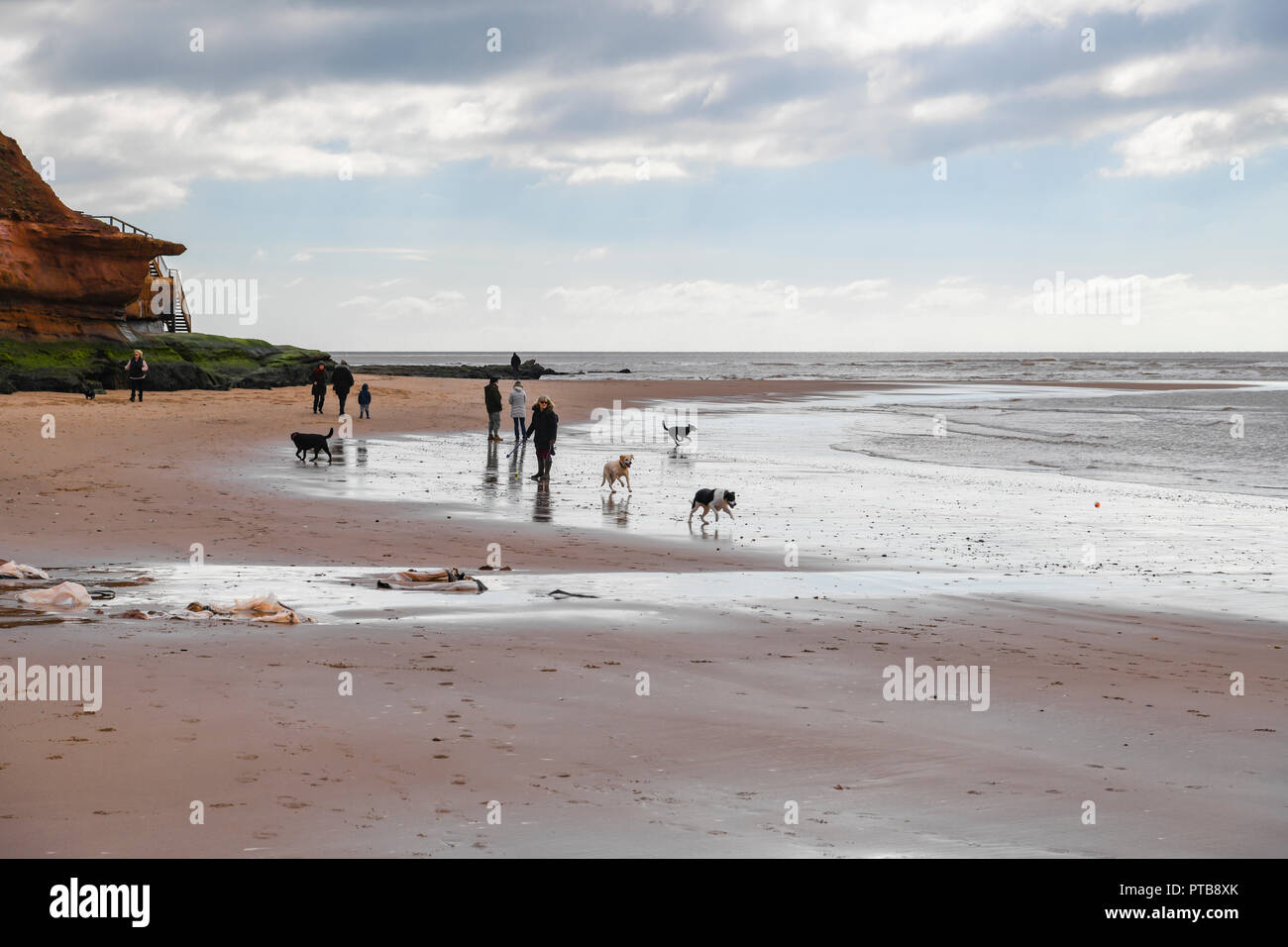 Eine Gruppe von Menschen ihre Hunde nehmen für einen Nachmittag Spaziergang entlang dem Strand von Exmouth, Devon, England. 20. März 2018 Stockfoto
