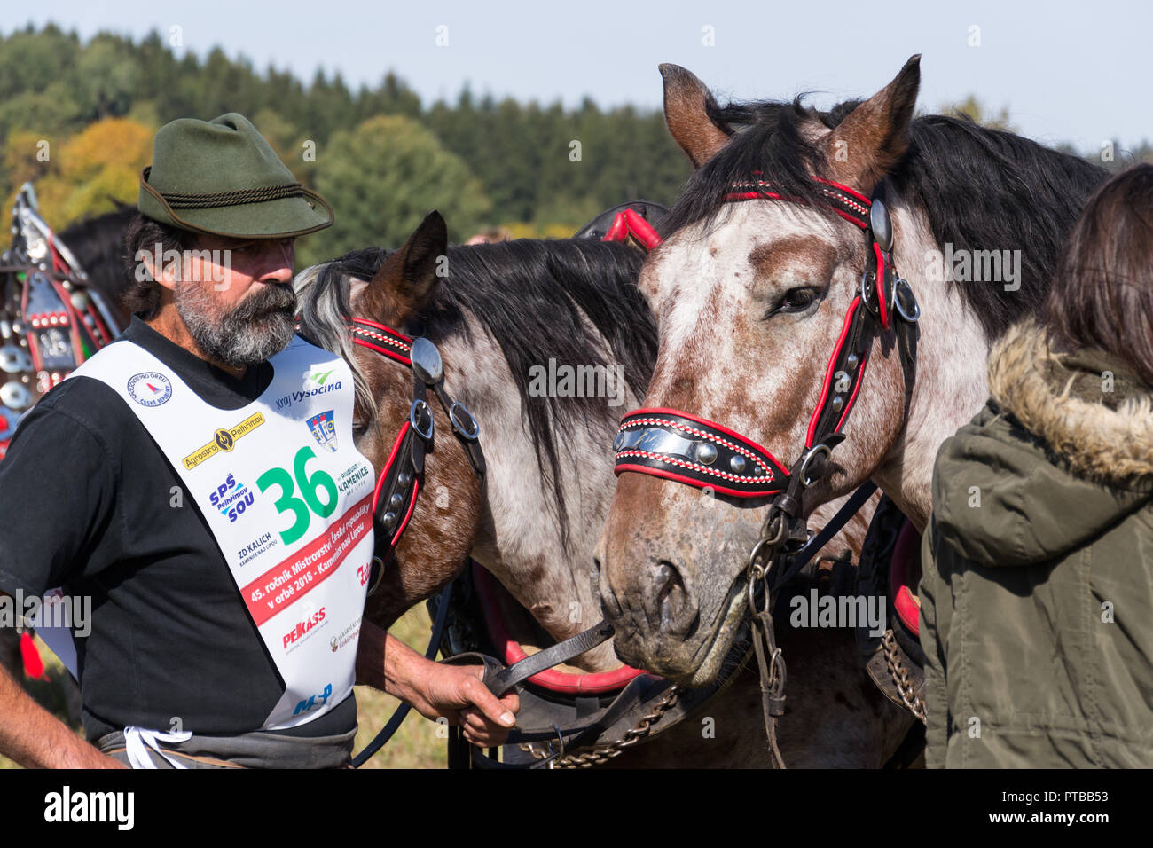 KAMENICE nad lipou, tschechische Republik - 6. OKTOBER 2018: Pflügen Pferde auf Feld pflügen Meisterschaft am 6. Oktober 2018 in Kamenice nad lipou, Tschechische Stockfoto