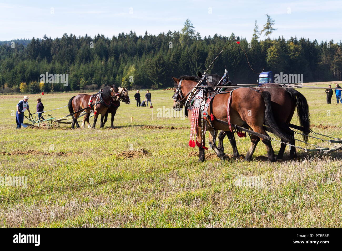 KAMENICE nad lipou, tschechische Republik - 6. OKTOBER 2018: Pflügen Pferde auf Feld pflügen Meisterschaft am 6. Oktober 2018 in Kamenice nad lipou, Tschechische Stockfoto