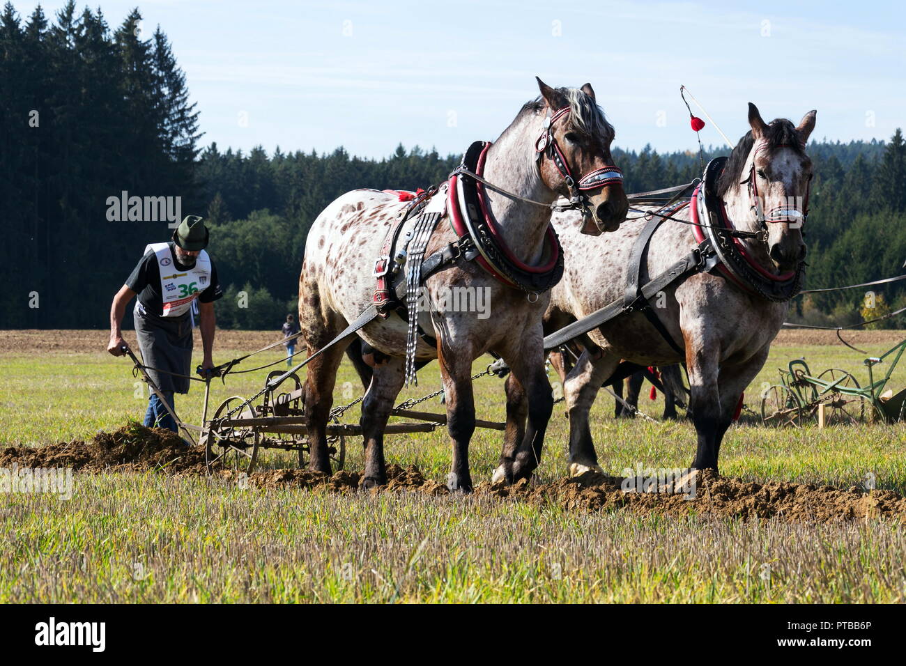 KAMENICE nad lipou, tschechische Republik - 6. OKTOBER 2018: Pflügen Pferde auf Feld pflügen Meisterschaft am 6. Oktober 2018 in Kamenice nad lipou, Tschechische Stockfoto