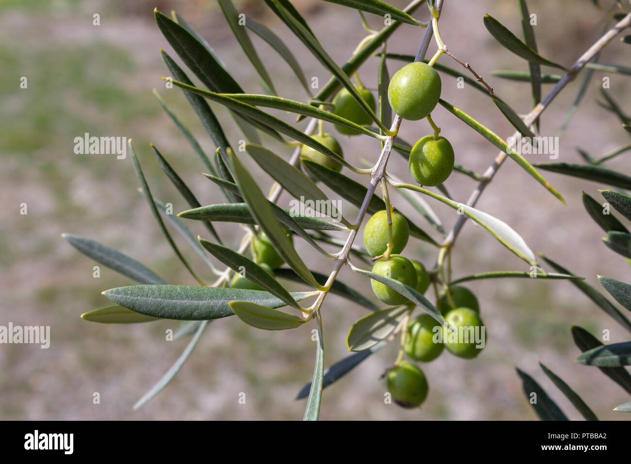 Olea europaea, Olivenbaum mit grünen Oliven, Spanien Stockfoto