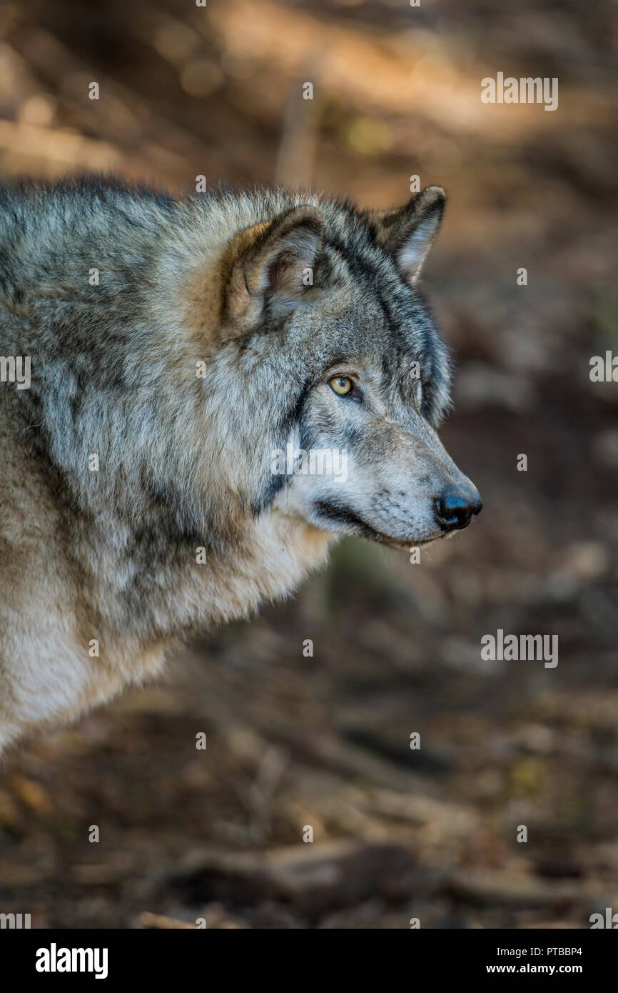 Porträt eines Grauen oder Timber Wolf. Der Wolf ist auf der Suche nach rechts. Der Hintergrund ist braun Schmutz. Stockfoto