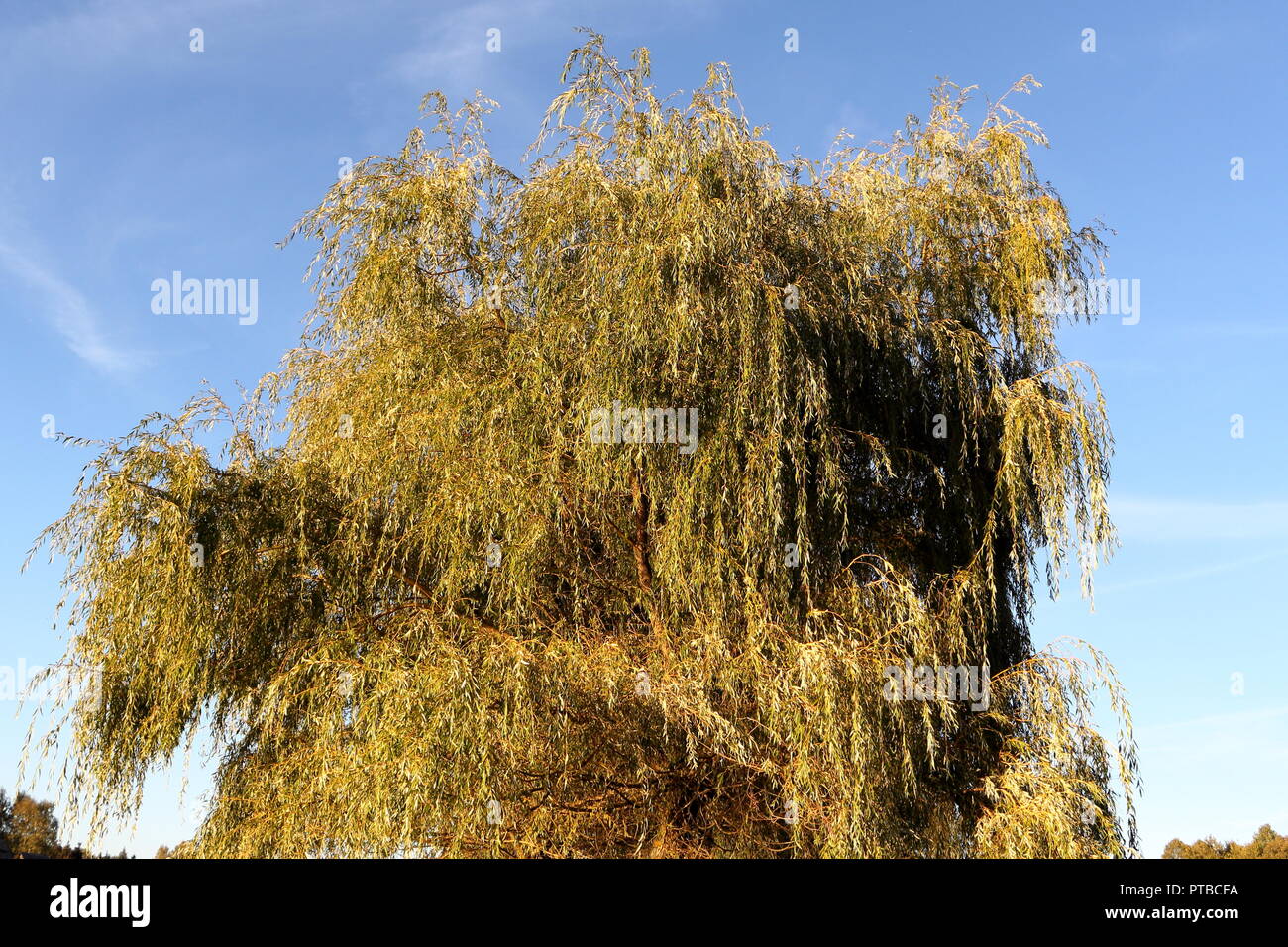Trauerweide am blauen Himmel Hintergrund im frühen Herbst Stockfoto