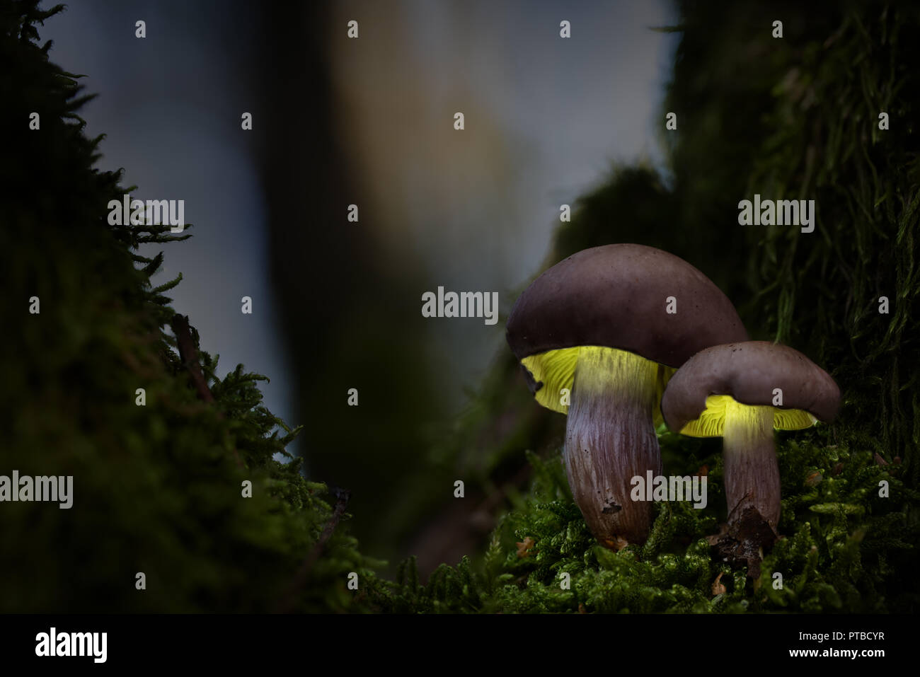 Leuchtende Pilze, Herbst Licht malen Märchen im zauberwald Stockfoto