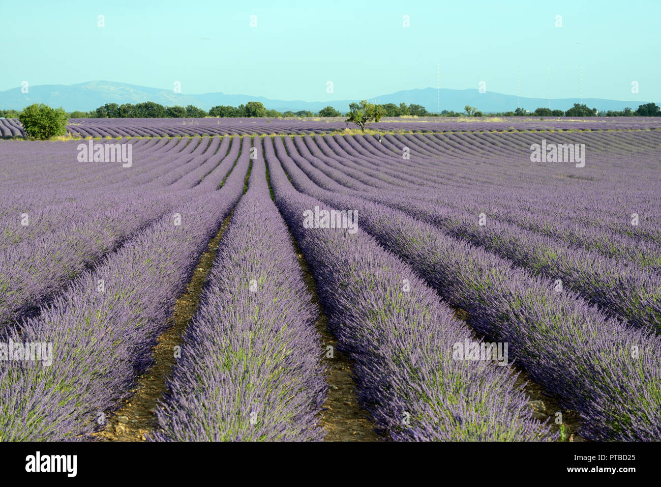 Lavendel Felder auf dem Plateau von Valensole Provence Frankreich Stockfoto