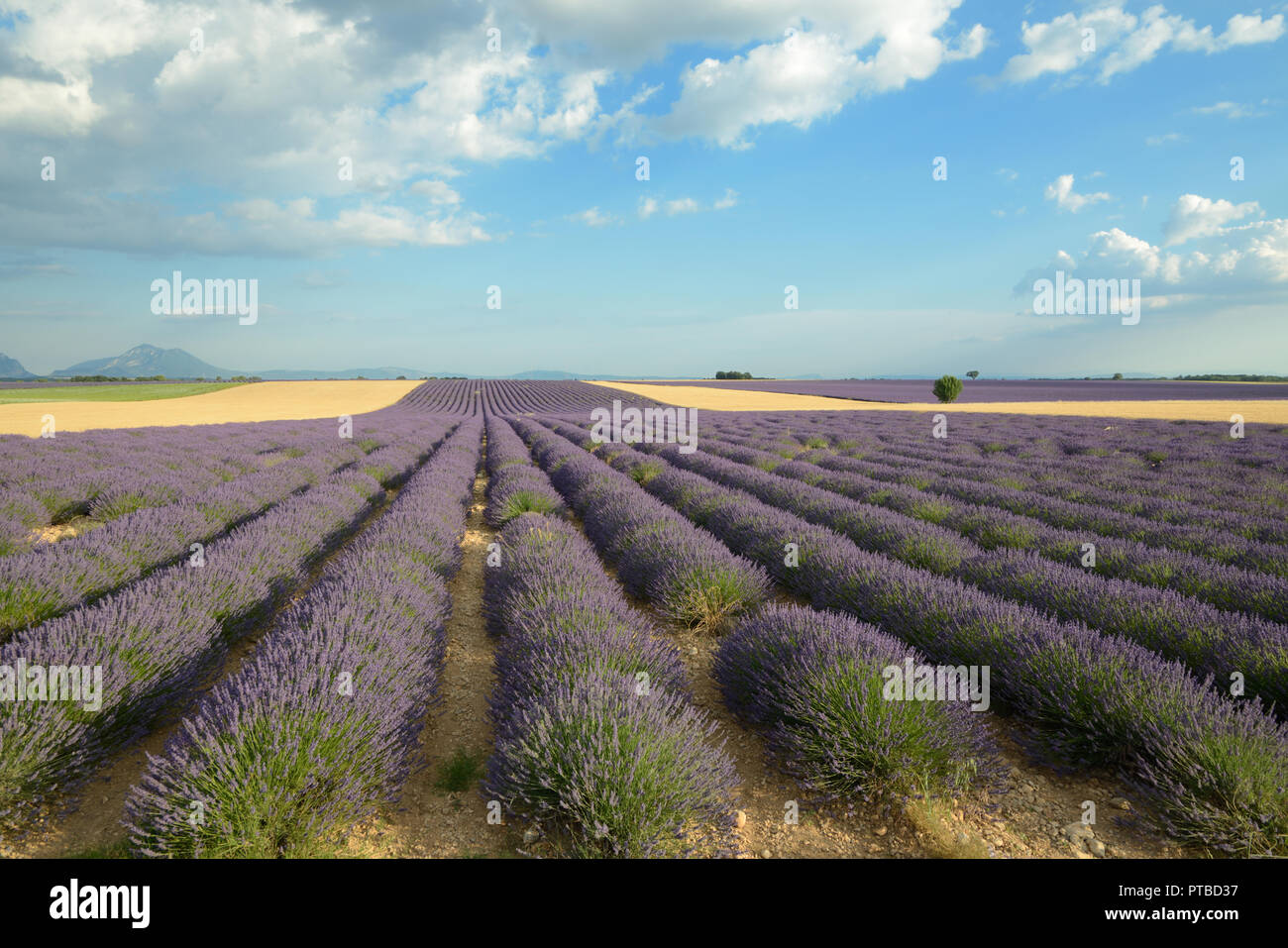 Lavendel Felder auf dem Plateau von Valensole Provence Frankreich Stockfoto