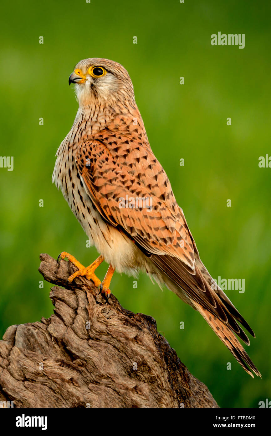 Schöne Profil eines Kestrel in der Natur mit einem natürlichen Hintergrund Stockfoto