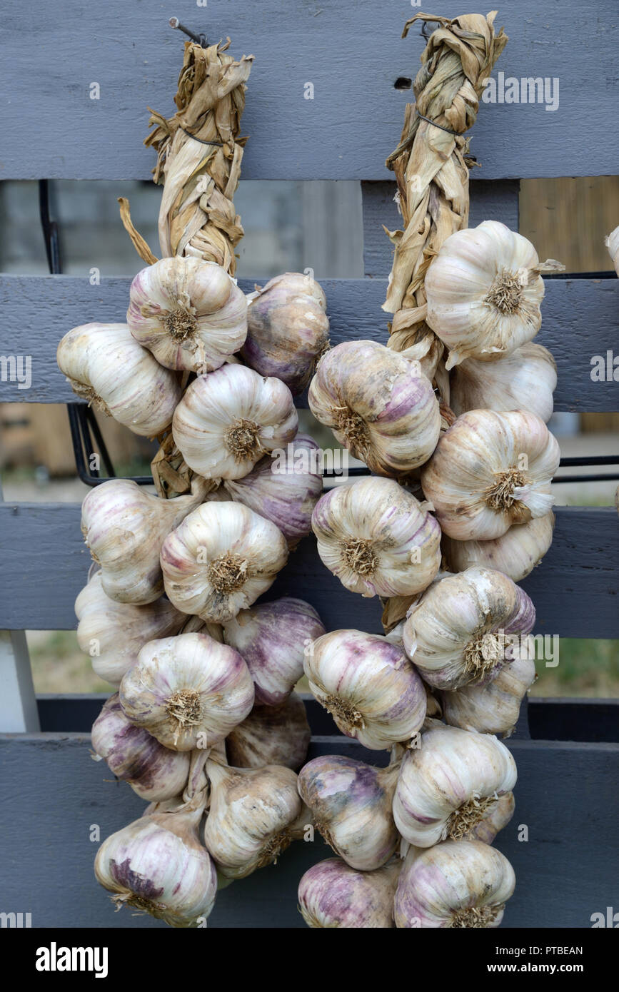 Strings von Knoblauch oder Zehen Knoblauch, Allium sativum, auf Anzeige auf einen Marktstand Provence Frankreich Stockfoto
