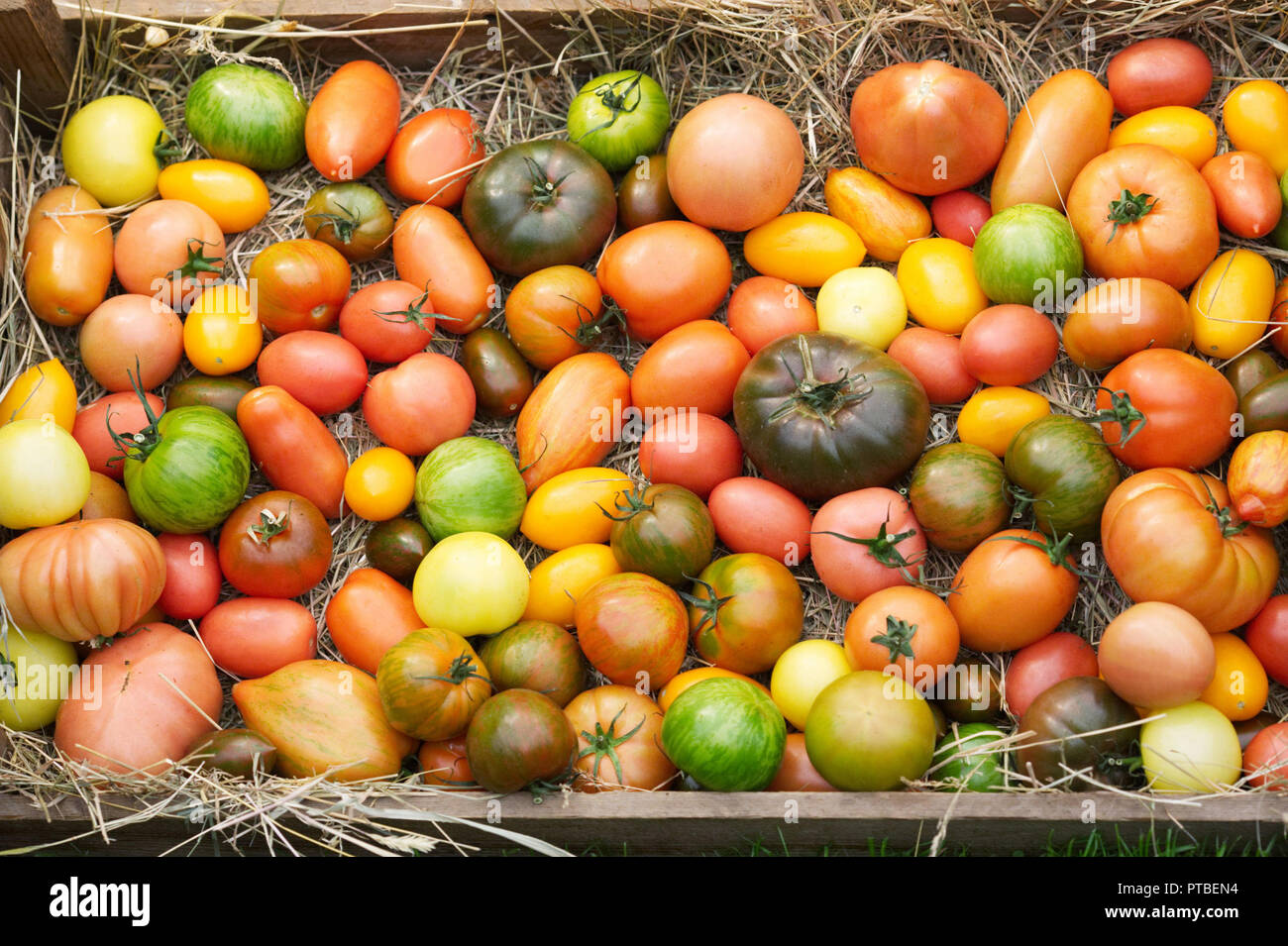 Lycopersicon esculentum. Tomaten auf Anzeige an der RHS Malvern Herbst zeigen. Stockfoto