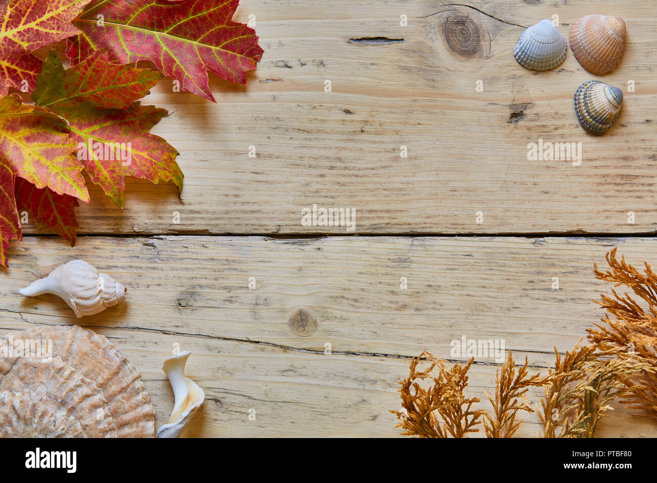 Ein Brett aus Holz mit Herbstlaub, Muscheln und ein Stück der Farn, die an den vier Ecken mit Platz in der Mitte für das Schreiben oder Text verfügbar Stockfoto