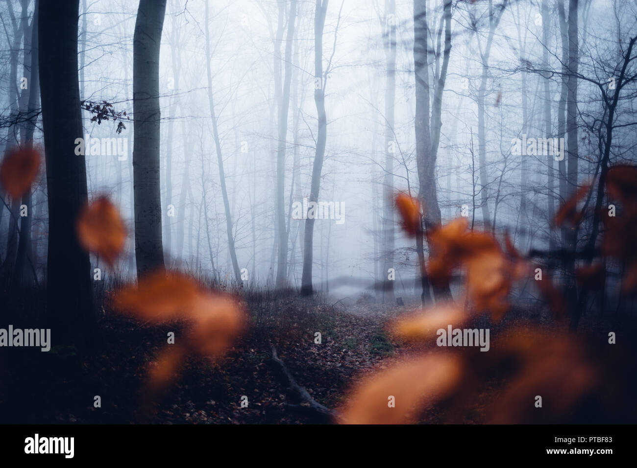 Dunklen mystischen Nebelwald, der Vordergrund ein Paar echte Blätter Stockfoto