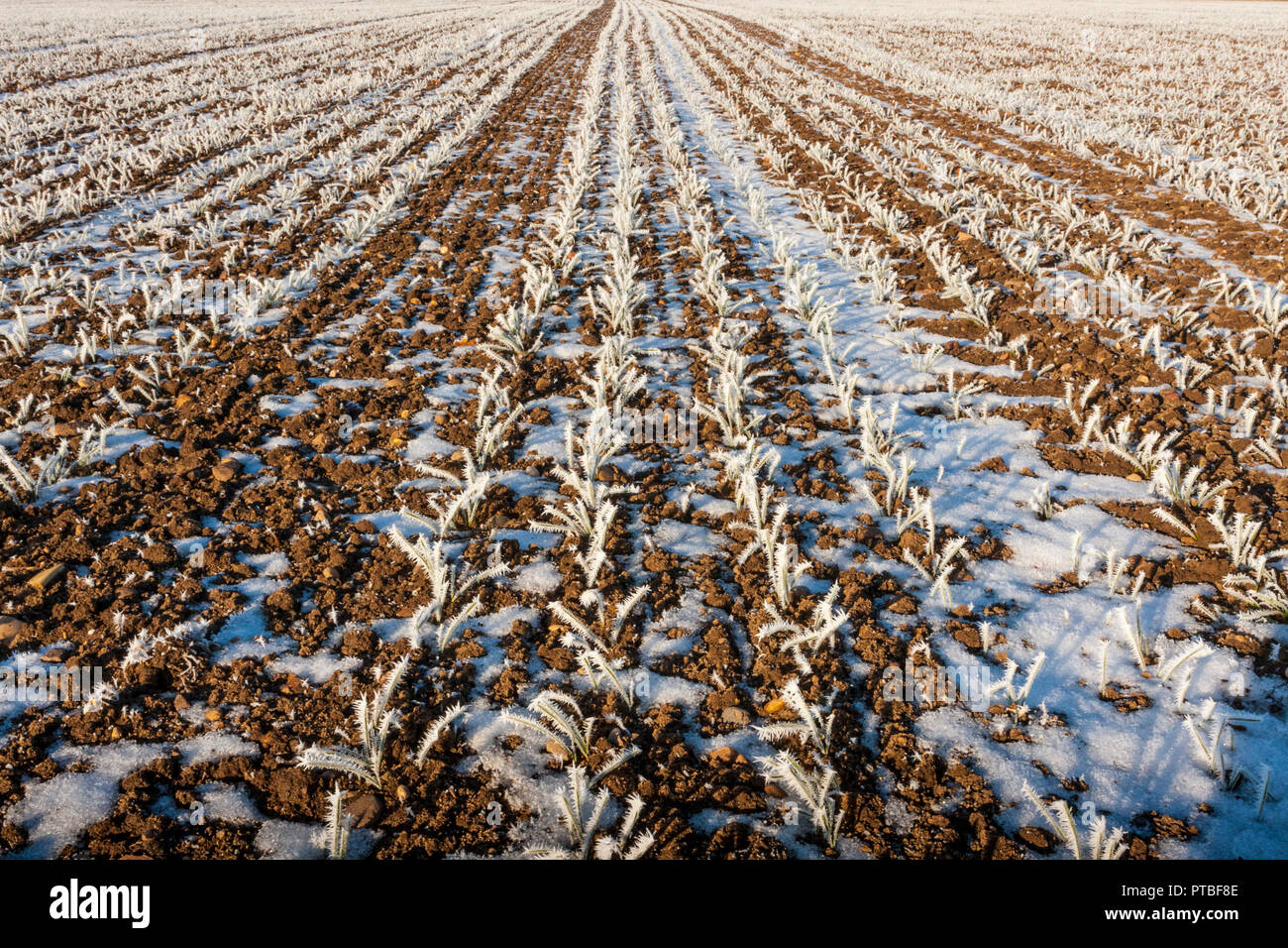 Landwirtschaftliche Flächen im Winter mit Schnee, England, Großbritannien Stockfoto