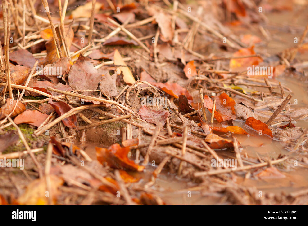 In der Nähe von nassen Boden, Blätter im Herbst und Maisstängel im landwirtschaftlichen Bereich, England, Großbritannien Stockfoto