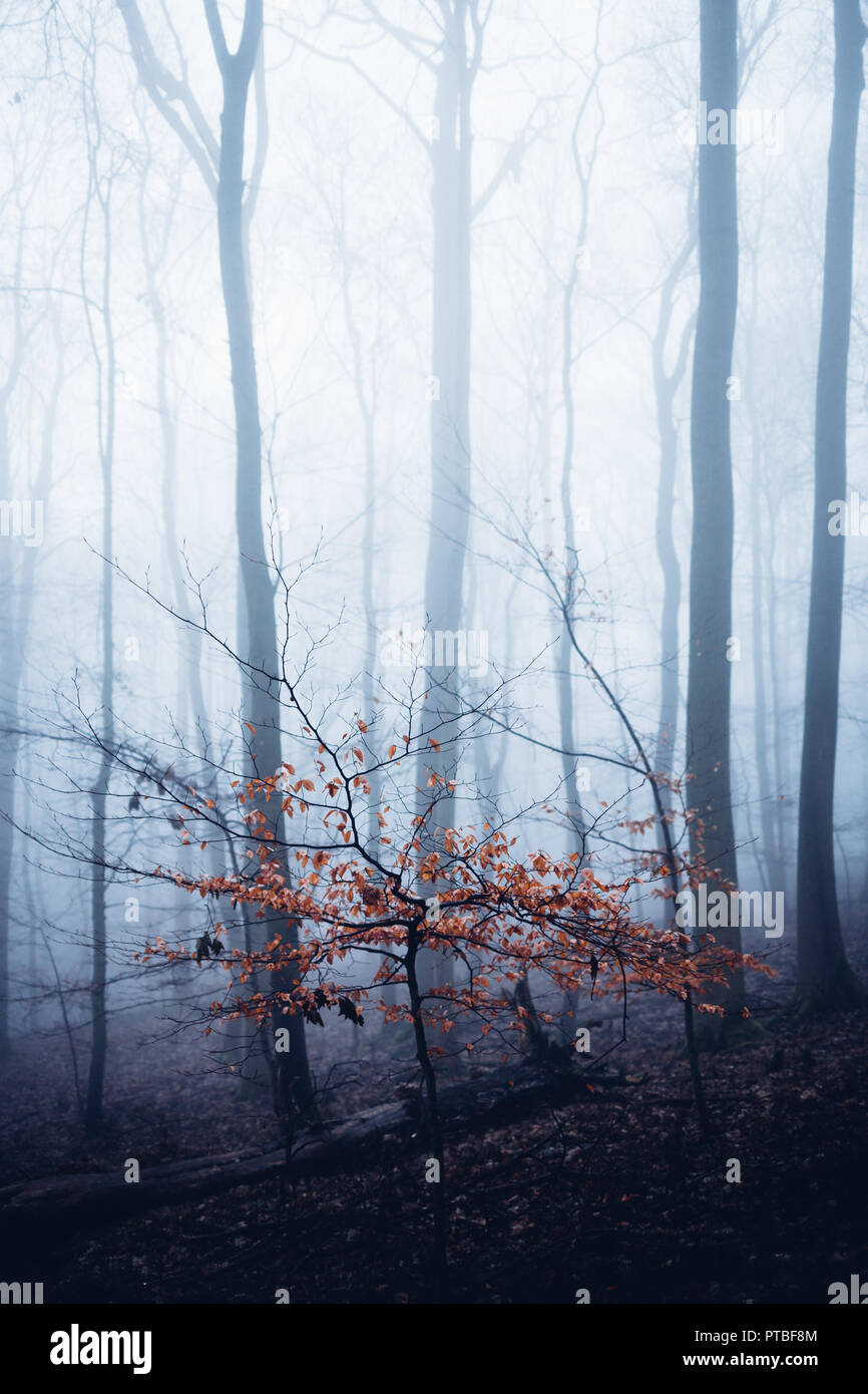 Ein kleiner Baum steht im Nebel Wald Stockfoto