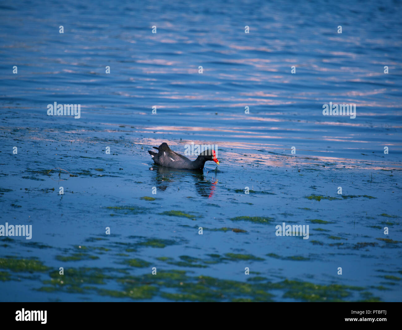 Eine gelb-rote-beaked Ente herausziehen Unterwasser Fauna auf der Suche nach Insekten und kleinen Fischen im Salzwasser Lagune bei etwa 11 an einem sonnigen Tag bin. Stockfoto