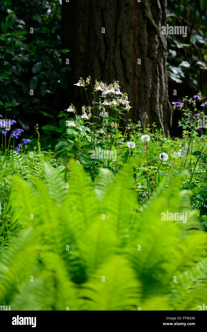 Aquilegia vulgaris, Matteuccia struthiopteris, Federball, Strauß Farn, Farne, Limonengrün, Wedel, dimorphic, steril, Schatten, Schatten, Schatten, wald, wälder, RM Fl Stockfoto