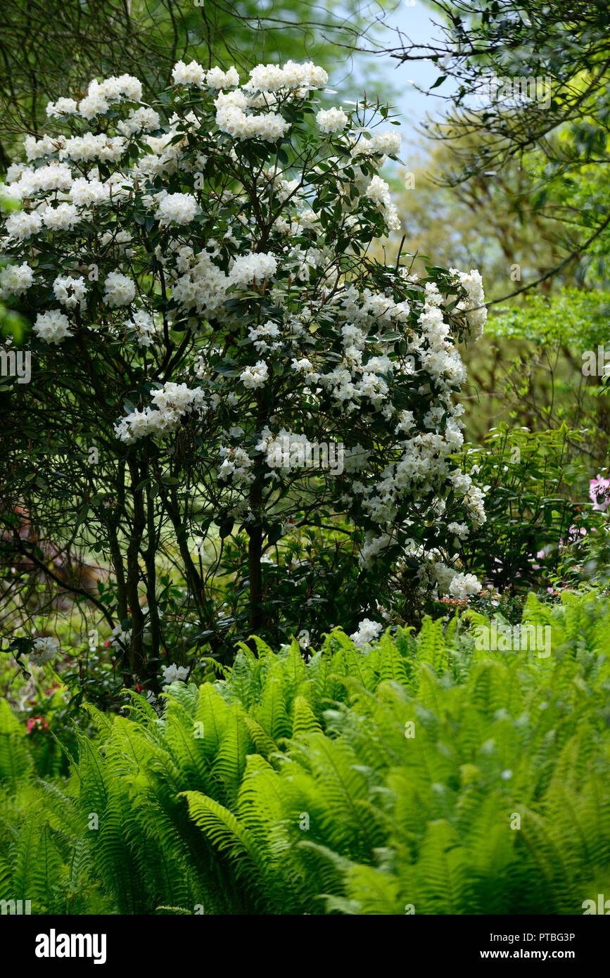 Matteuccia struthiopteris, Federball, Strau Farn, Farne, Limonengrn,  Wedel, dimorphic, steril, Schatten, Schatten, Schatten, wei, Rhododendron,  baum, bume, Strauch, sh Stockfotografie - Alamy