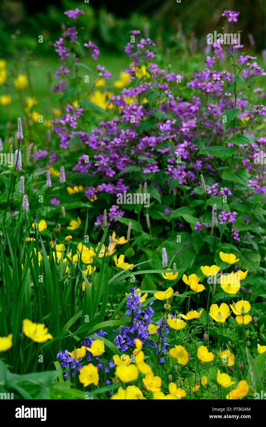 Meconopsis cambrica, Gelb, Blume, Blumen, Blüten, Frühling, hesperis matronalis, walisisch Poppy, Mohn, Gelb, Violett, RM Floral Stockfoto