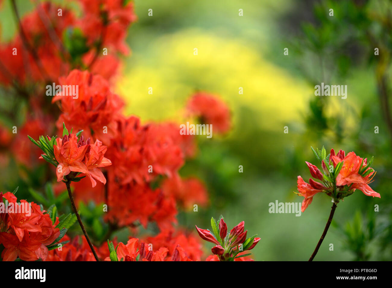 Rhododendron satan, Orange, Rot, Blume. Blumen, Blüte, Baum, Bäume, Sträucher, Strauch, RM Floral Stockfoto