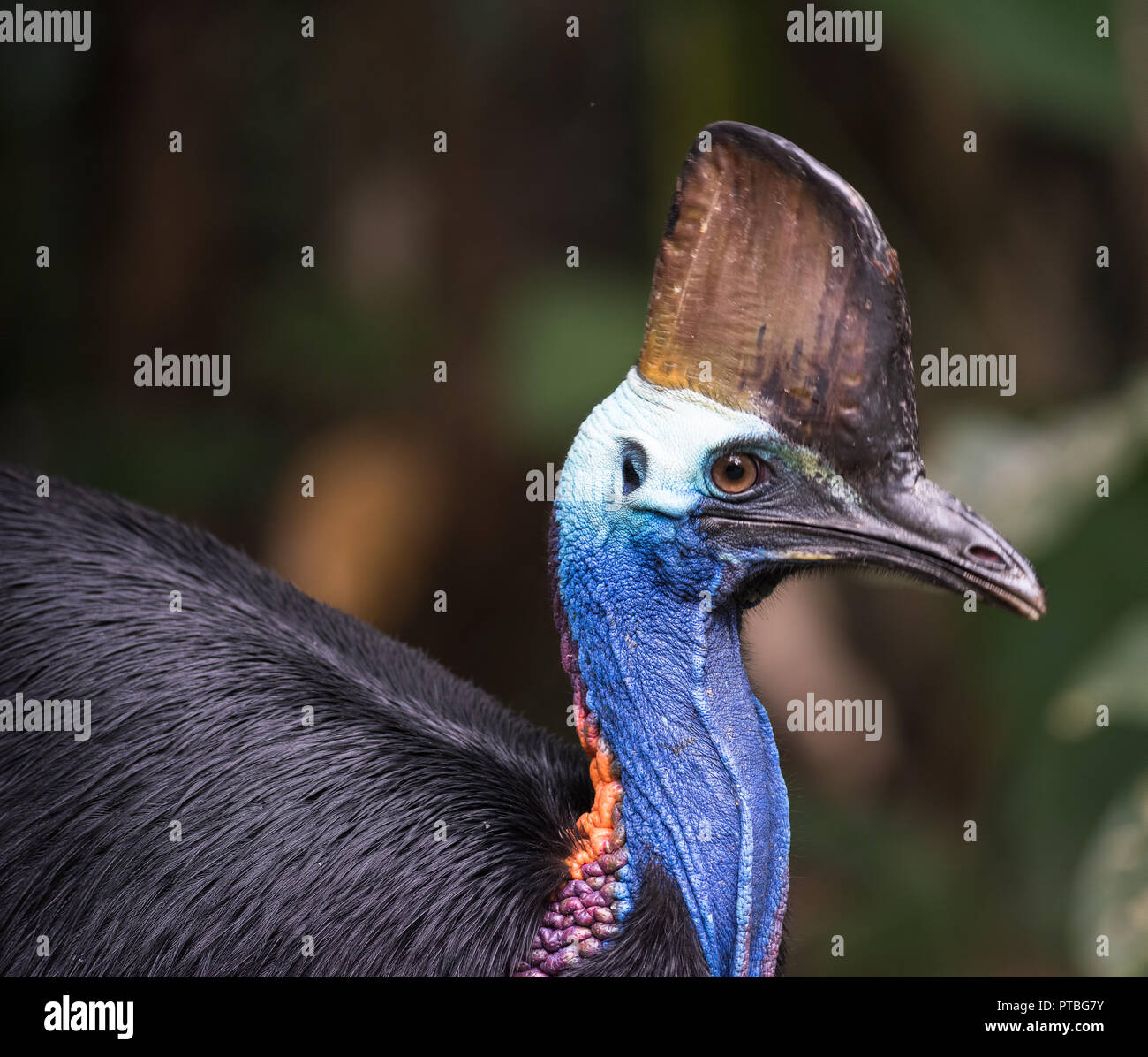 Cassowary Fotos und Bildmaterial in hoher Auflösung Alamy
