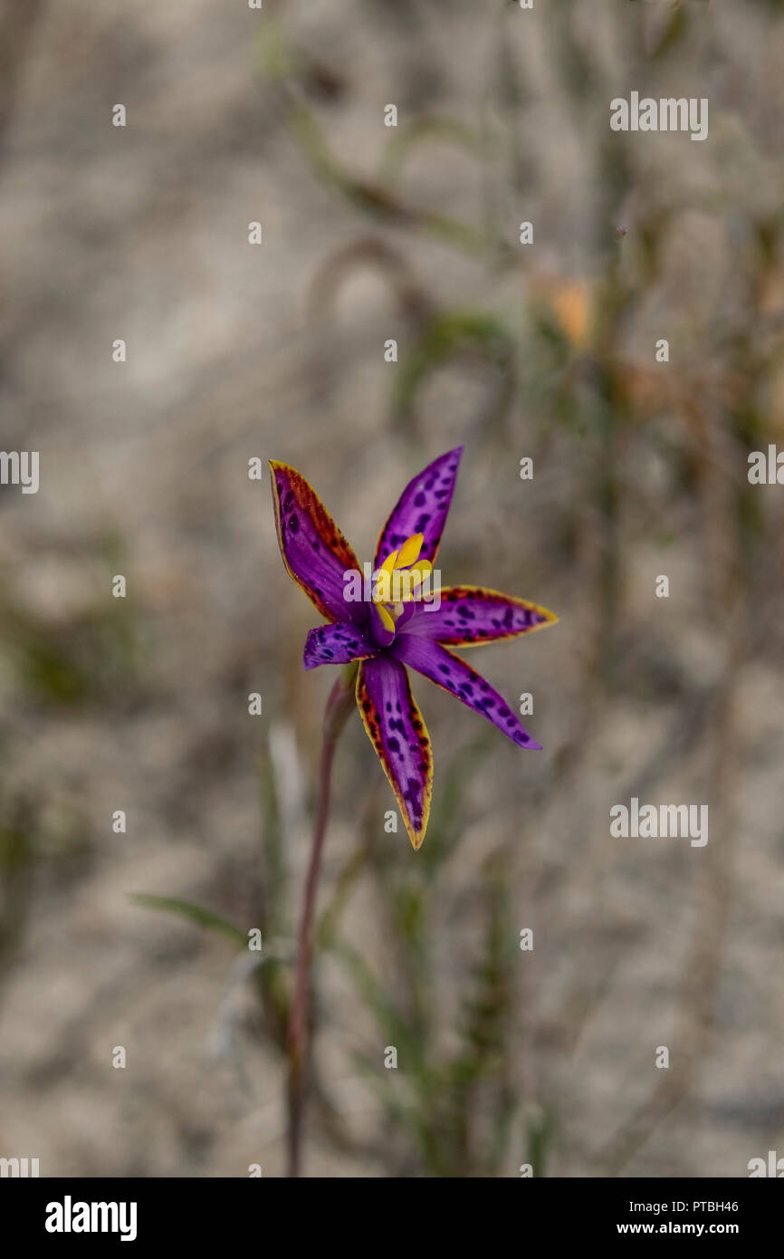 Thelymitra speciosa, östlichen Königin von Saba Stockfoto