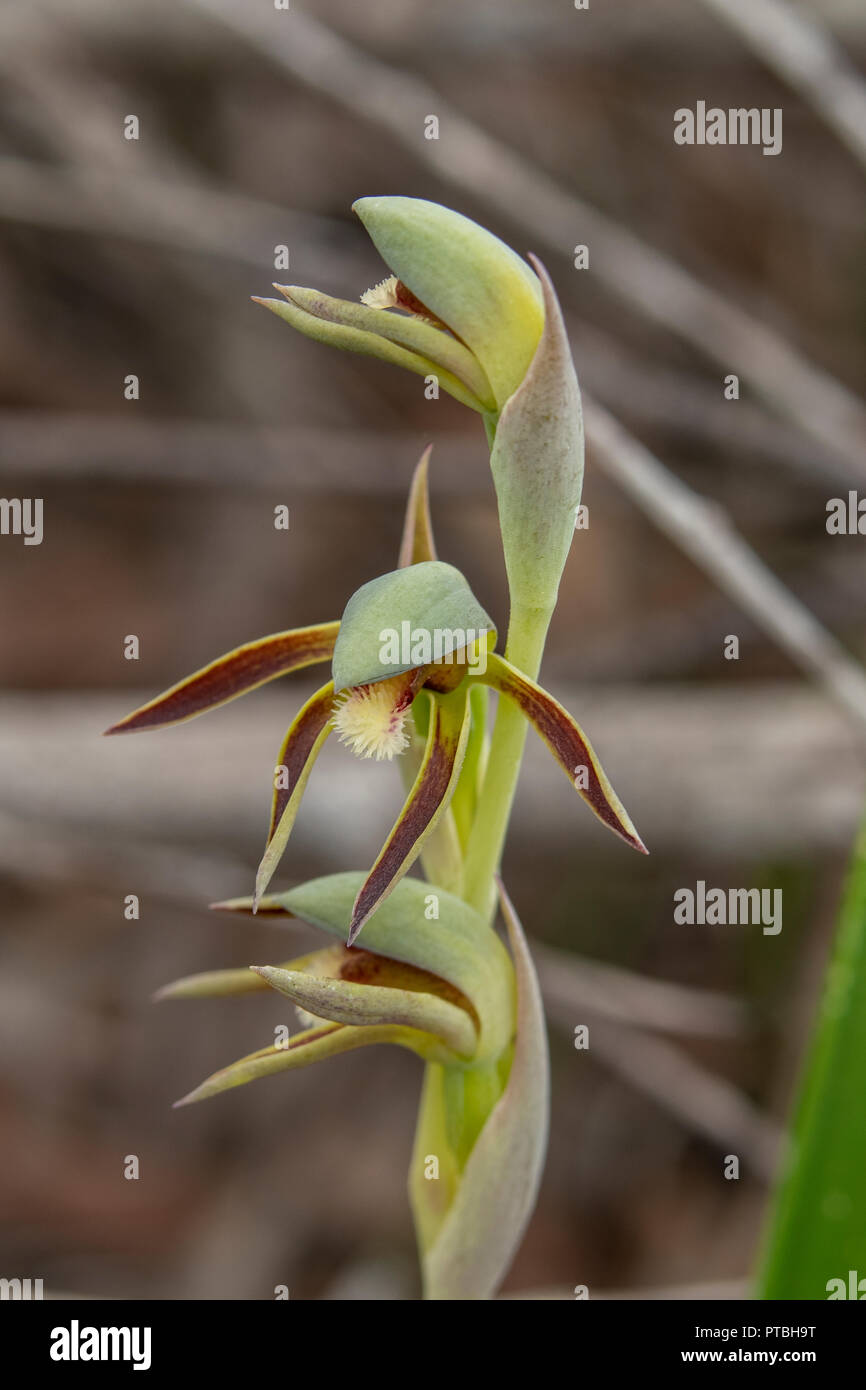 Lyperanthus serratus, Rassel Schnäbel Stockfoto