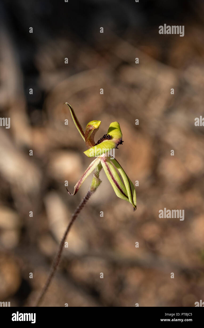 Caladenia roei, Ant Orchid Stockfoto