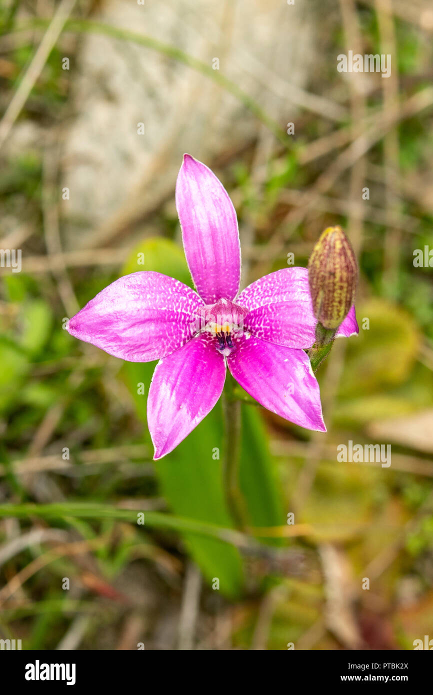 Elythranthera emarginata, Rosa Emaille Orchid Stockfoto