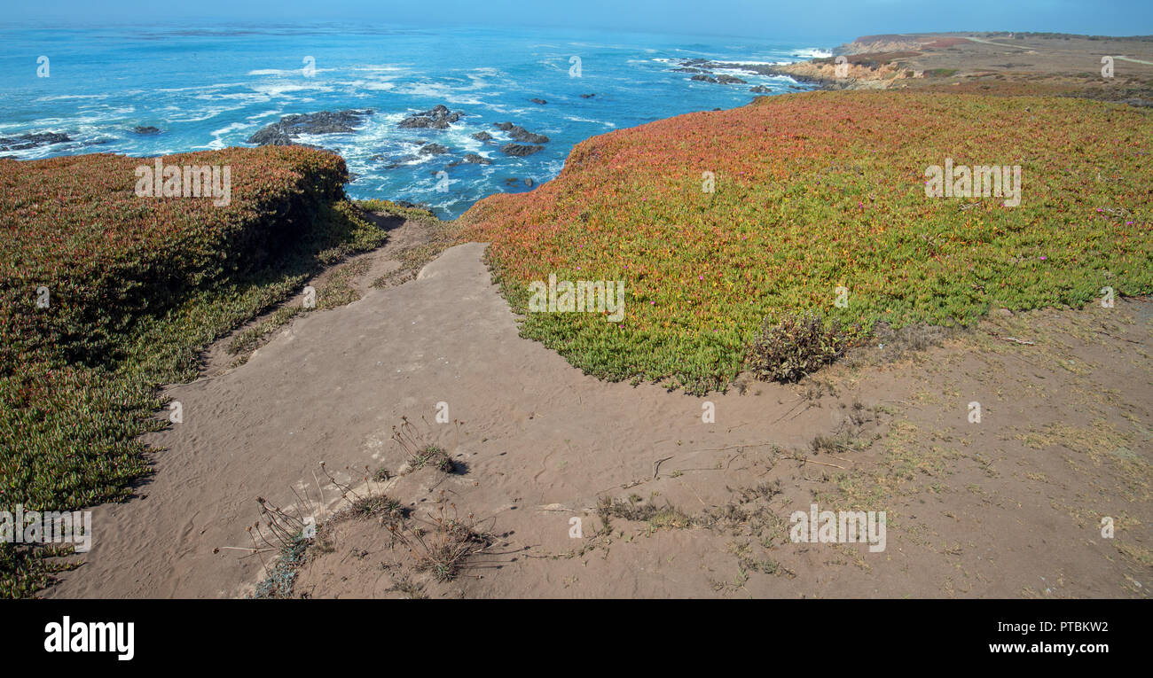 Rot und Orange ice-Werk auf Bluff Wanderweg auf robusten zentralen Kalifornien Küstenlinie bei Cambria, Kalifornien Vereinigte Staaten von Amerika Stockfoto