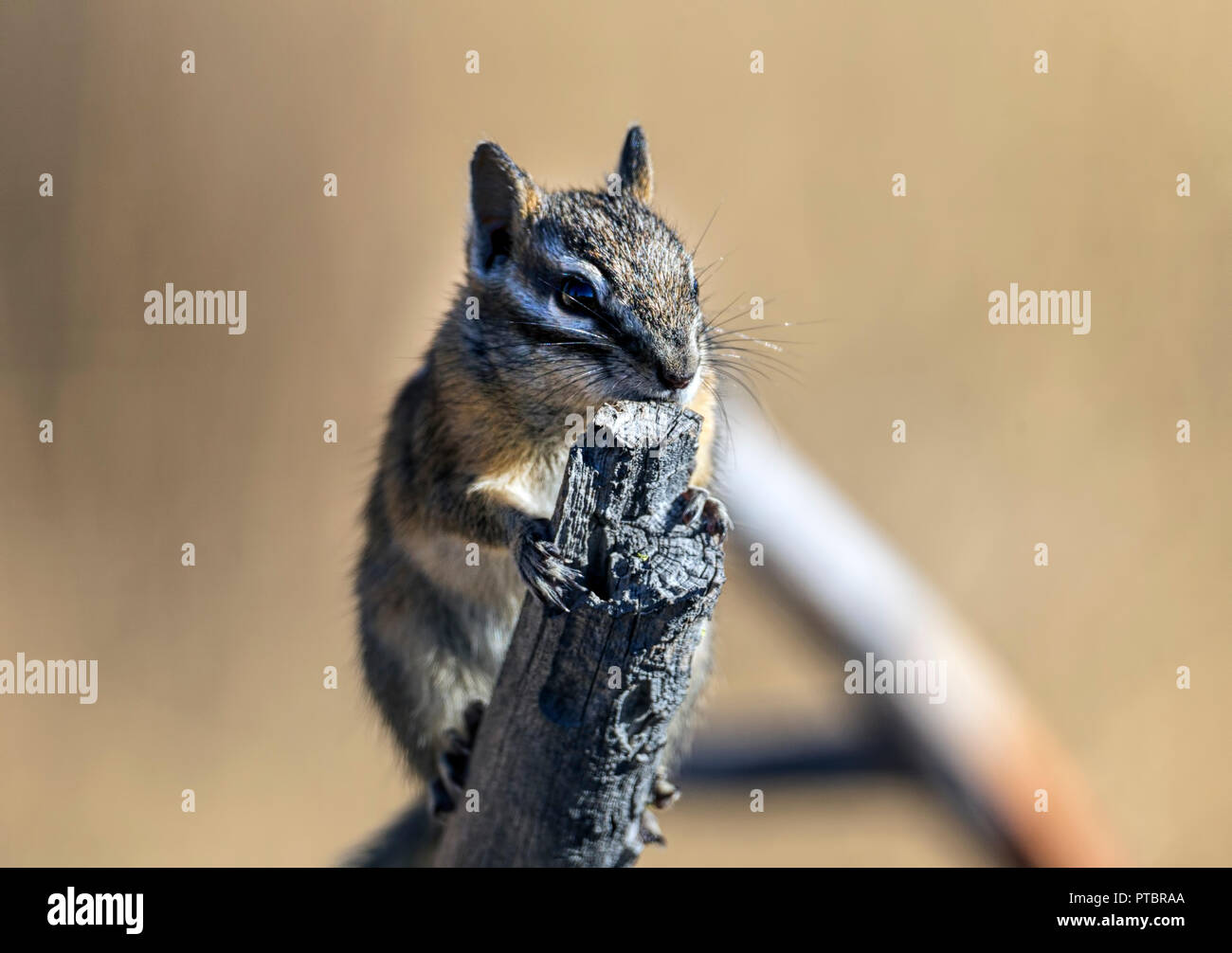 Ein süßes kleines Eichhörnchen knabbert an einem Zweig an der Turnbull Wildlife Refuge in Cheney, Washington. Stockfoto