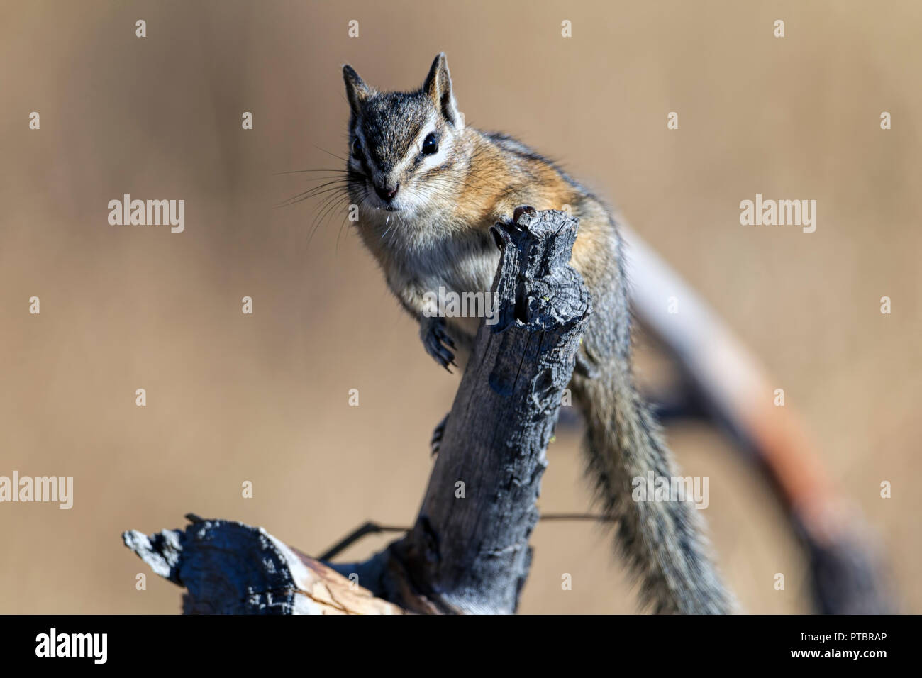 Ein süßes kleines Chipmunk ist auf einem Zweig an der Turnbull Wildlife Refuge in Cheney, Washington. Stockfoto