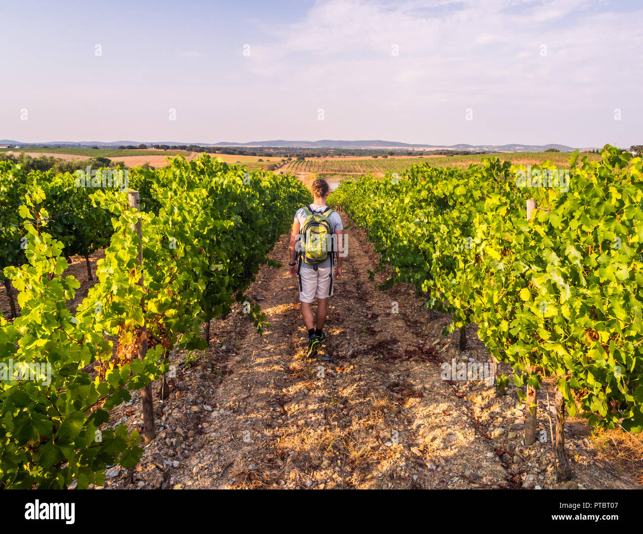 Junge Mann unter Rebstöcke in einem Weinberg in der Region Alentejo, Portugal. Stockfoto