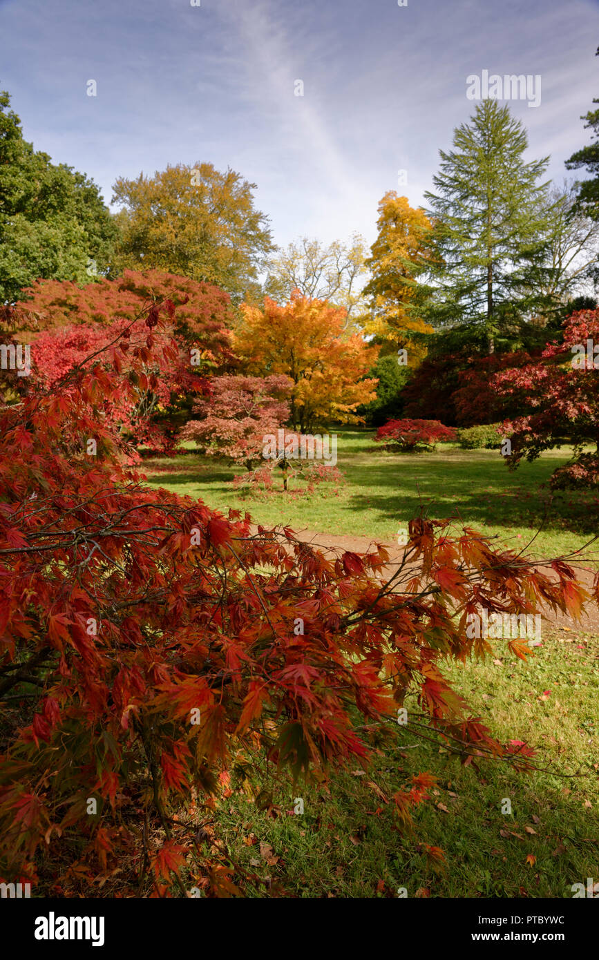 Herbst (Herbst) Farben in Westonbirt Arboretum in den Cotswolds ein Gebiet von außergewöhnlicher natürlicher Schönheit in den südwestlichen Teil des Vereinigten Königreichs Stockfoto