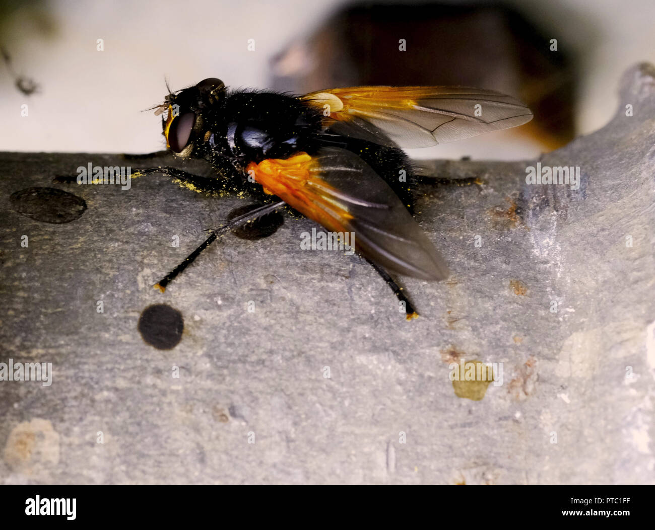 Dung fly Stockfoto