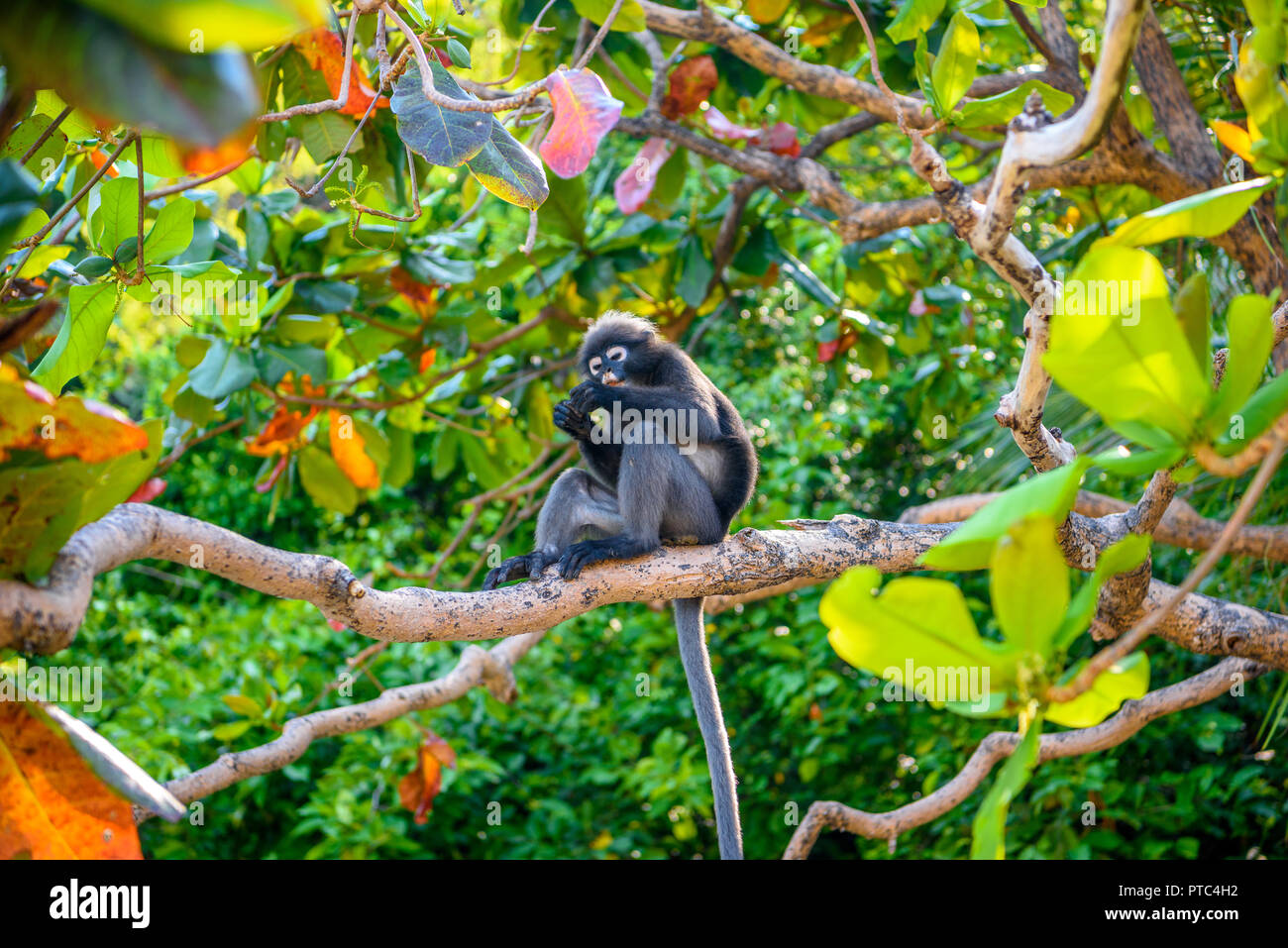 Koh Phaluai, Mu Ko Ang Thong National Park, Golf von Thailand, Siam, wenig Blatt Affe oder Dusky Langur Obst essen im Regenwald Stockfoto